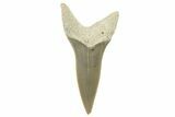 Fossil Shortfin Mako Tooth - Lee Creek (Aurora), NC #294746-1